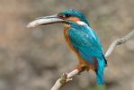 Alcedo atthis