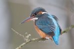 Alcedo atthis