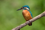 Alcedo atthis