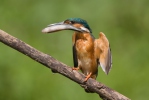 Alcedo atthis