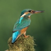 Alcedo atthis