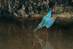 Alcedo atthis