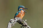 Alcedo atthis