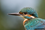 Alcedo atthis