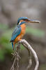 Alcedo atthis