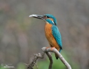 Alcedo atthis