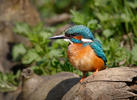 Alcedo atthis