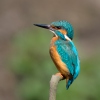 Alcedo atthis