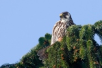 Alcotán europeo