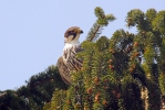 Alcotán europeo