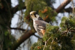 Alcotán europeo