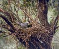 Alcotán europeo