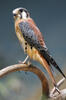 American kestrel