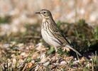 Anthus pratensis