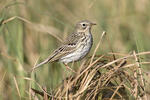 Anthus pratensis