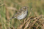 Anthus pratensis