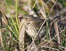 Anthus pratensis