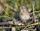 Anthus pratensis