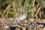 Anthus pratensis