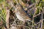 Anthus pratensis