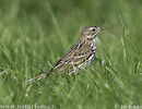 Anthus pratensis