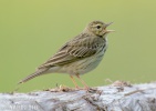 Anthus trivialis