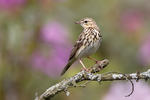 Anthus trivialis