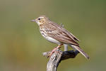 Anthus trivialis