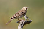 Anthus trivialis