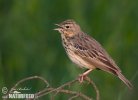Anthus trivialis