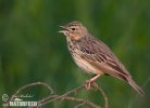 Anthus trivialis