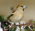 Appelvink