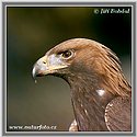 Aquila chrysaetos