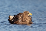 Aquila di mare dalla coda bianca