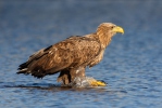 Aquila di mare dalla coda bianca