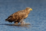 Aquila di mare dalla coda bianca