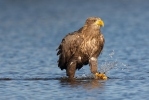 Aquila di mare dalla coda bianca