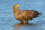 Aquila di mare dalla coda bianca