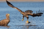 Aquila di mare dalla coda bianca