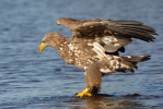 Aquila di mare dalla coda bianca