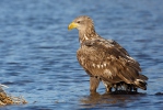 Aquila di mare dalla coda bianca