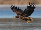 Aquila di mare dalla coda bianca