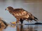 Aquila di mare dalla coda bianca