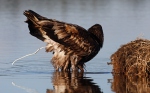 Aquila di mare dalla coda bianca