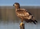 Aquila di mare dalla coda bianca