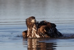 Aquila di mare dalla coda bianca