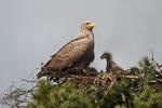 Aquila di mare dalla coda bianca