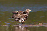 Aquila di mare dalla coda bianca