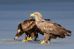 Aquila di mare dalla coda bianca