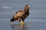 Aquila di mare dalla coda bianca